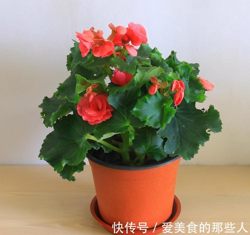 觉得家中不温馨太冷清，建议你种养此花卉，花期长，而且四季常绿