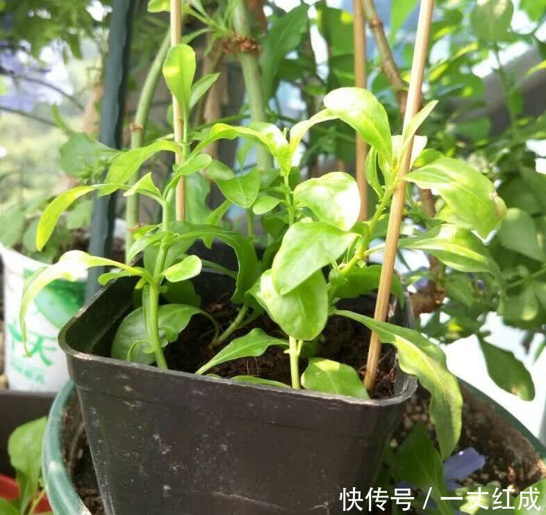 初夏扦插“4种花”,一周生根沾土就活,很快就有花儿欣赏了
