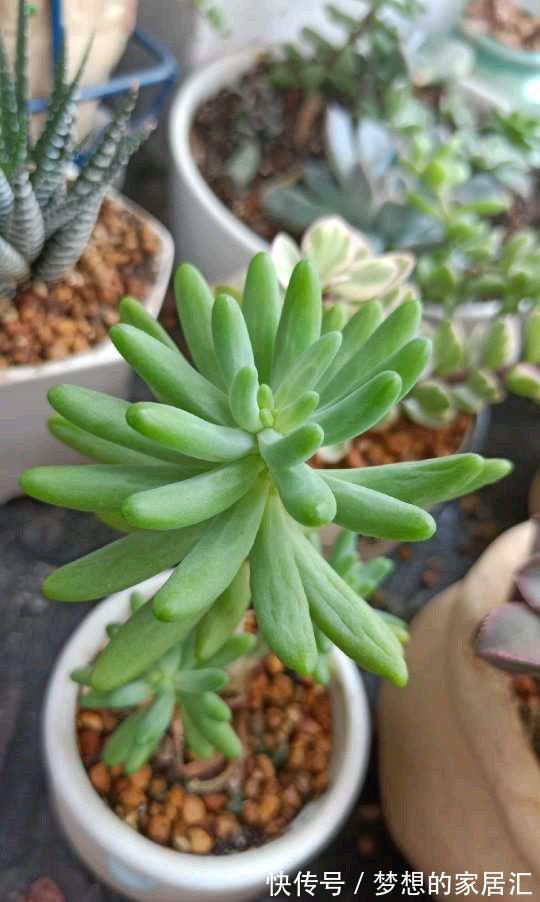 光照|多肉徒长咋处理？分2种情况，根据徒长情况，要么撸叶子要么砍头