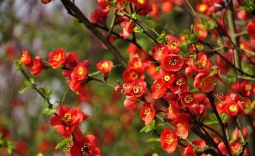 海棠花姿态潇洒随性,是花中的神仙,而且艳而不妖