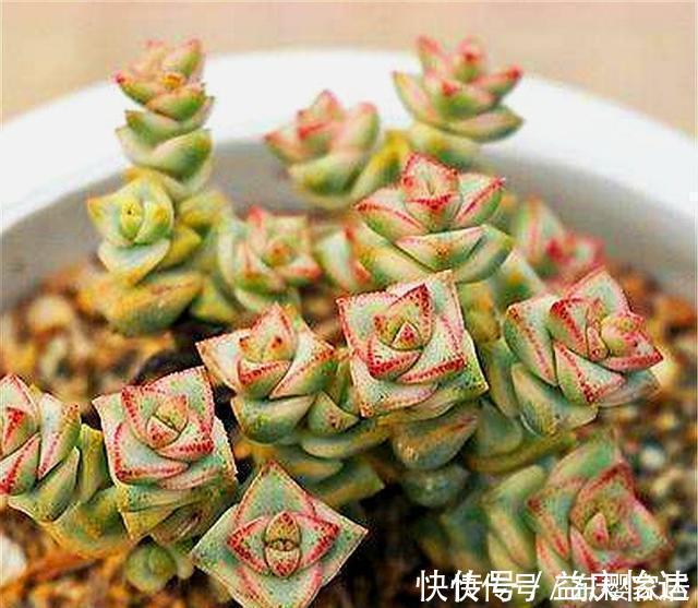 冬天|多肉中的“招财王子”,晒一晒就脸红,爆头简单,冬天照样蹭蹭长