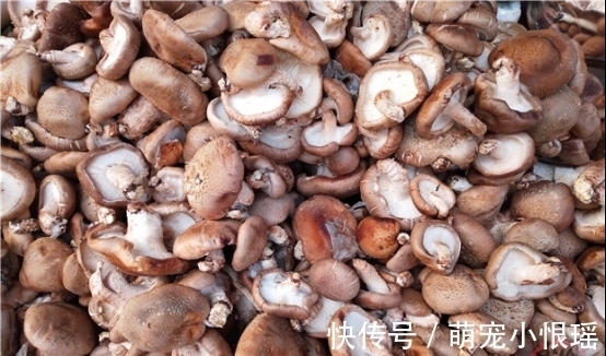 菜贩子|买香菇时,看见这几种建议不要买,菜贩子从来不吃,涨知识了?!