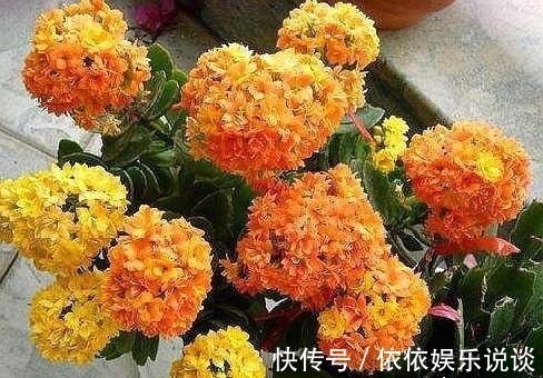 长寿花小苗,养护只需“3步”,一盆开花几百朵,变成“小花球”