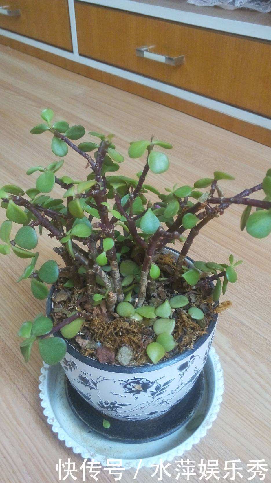 修剪|金枝玉叶总是养不活,那是你方法不对,这6种方法一定要学会