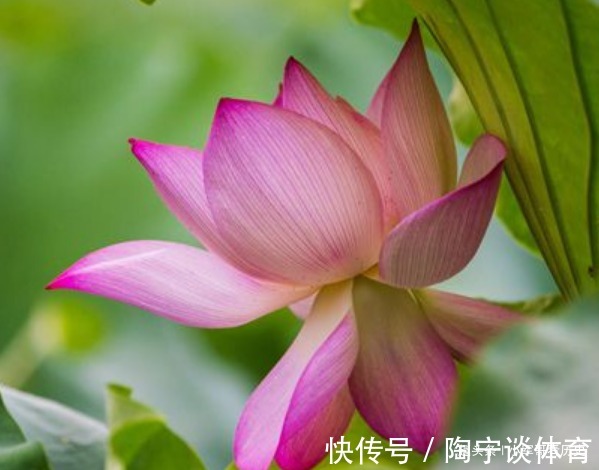 全身|此花全身都是救命的药材,低调中透露出高雅,号称文人墨客的宠儿