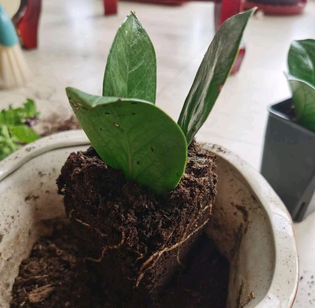 春天,这八种花剪个枝插土里就活,养养就开花,错过就要等明年了