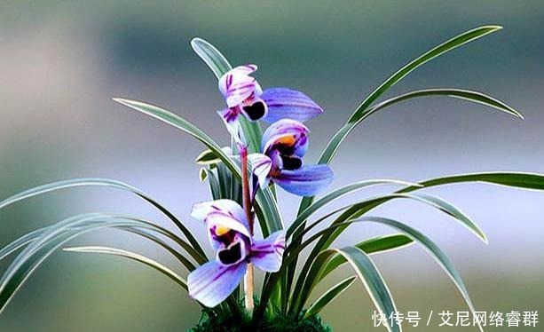 我国最香的花，比桂花香100倍，老公把院子的桂花全都拔光了