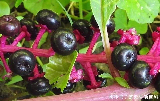 商陆|农村里一大“恶草”,被认为有毒,却不知根似人参,叶是极佳野菜