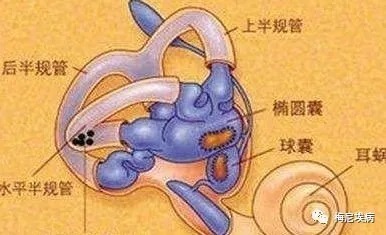 疾病|耳石症是一种什么疾病?有哪些治疗方法?