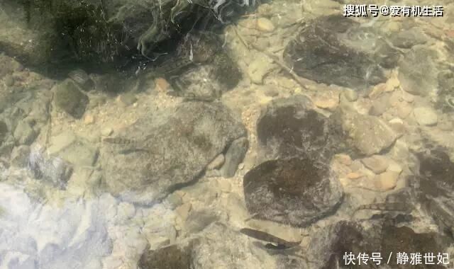 水流|农村这种鱼,一般生长在水流清澈的小溪里,咬钩凶猛,红烧之后鲜香不腥