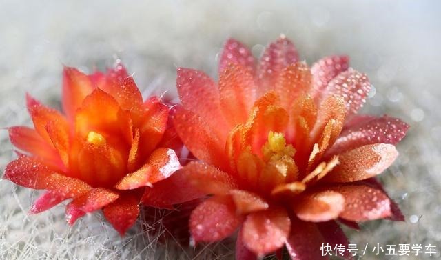 这些花淋雨就成“落汤鸡”,下雨最好搬屋里,否则花期减半!