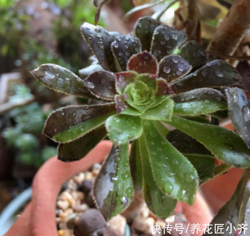 养多肉法师，夏季才是最美的，把几个重点做好，状态满满不黑腐