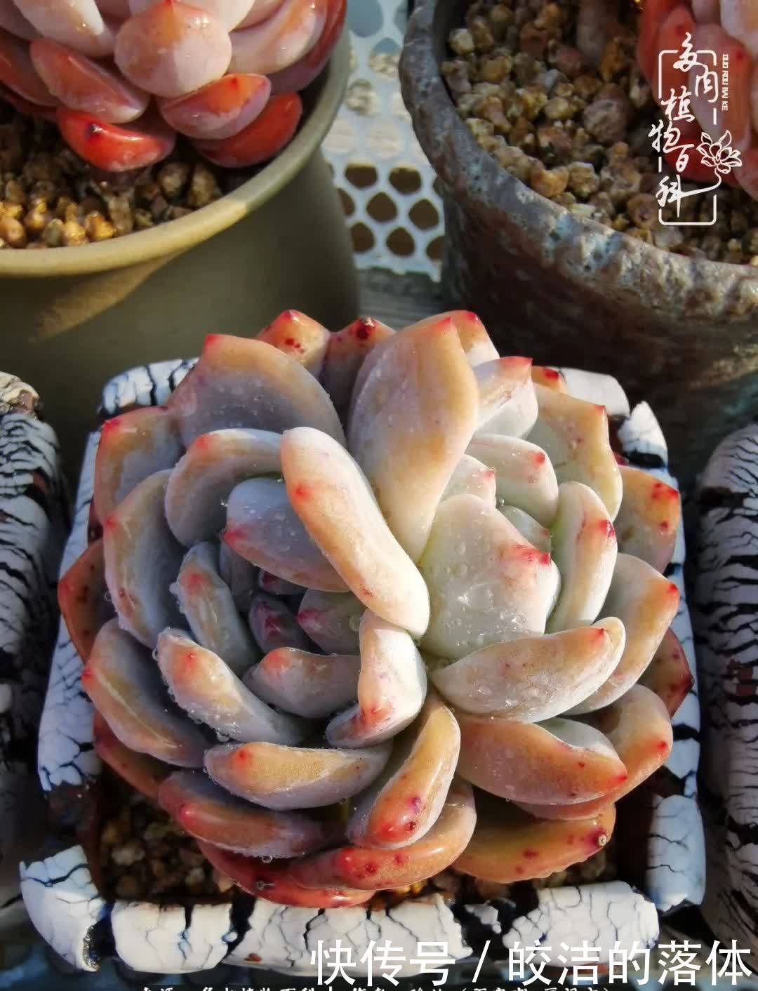 百度|我与多肉那些不得不说的故事!