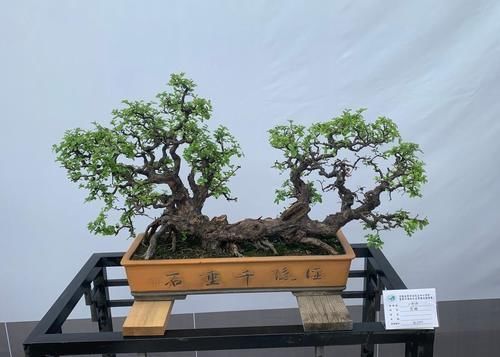 摘叶|摘叶的妙用,不仅能增加桩景的观赏价值,还能提高养护效果