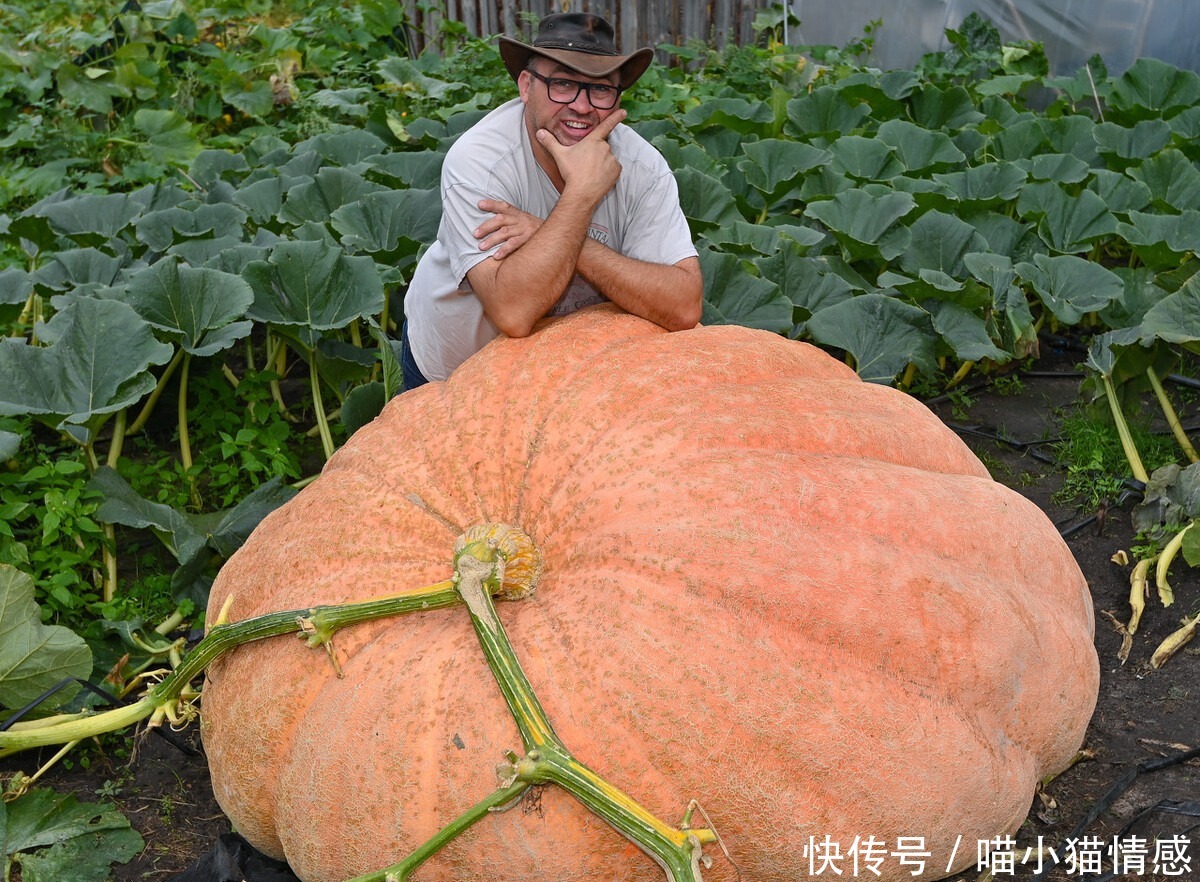 藤蔓|720公斤!德国男子种出巨型南瓜,手臂一样粗的藤蔓