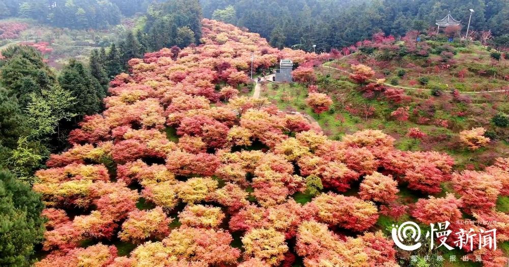 春天，这里“枫”景如画|看见 | https://p.ssl.img.360kuai.com/t0195cb3dd0e096c75e.jpg?size=611x843?size=611x843