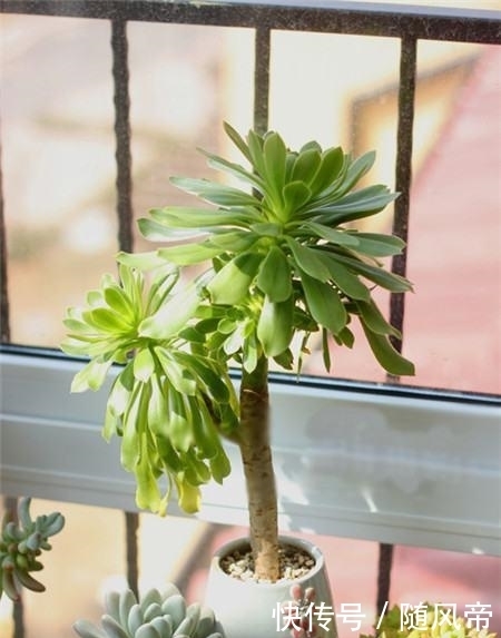 来自地狱的暗黑系多肉—黑法师,多肉中的黑玫瑰,普货中的战斗机