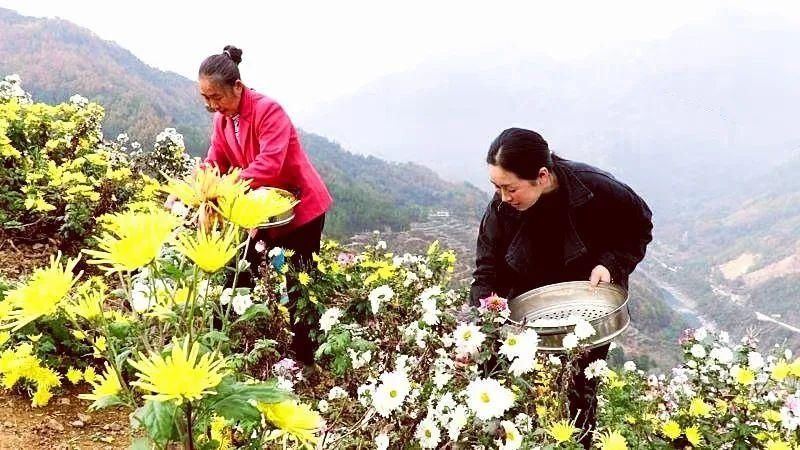  菊花|旺苍2000亩菊花吐蕊盛开，观赏正当时......