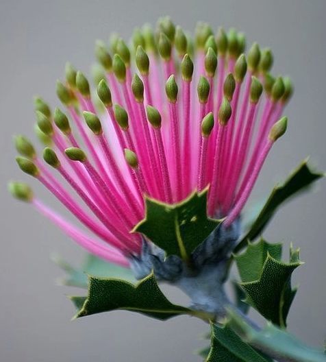 喜欢月季，不如养珍稀花卉”火柴“拔克西木，形似火柴，十分稀奇