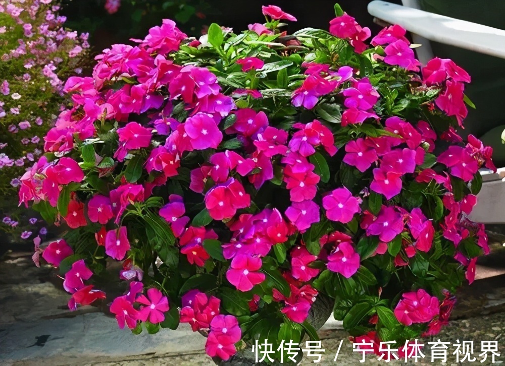号称“开花机器”的4种漂亮花,养一盆赏花300天,是阳台盆栽佳品