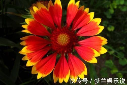 “高端玫瑰”宠爱小姐,金蕊红衣,仙气十足,非常值得拥有