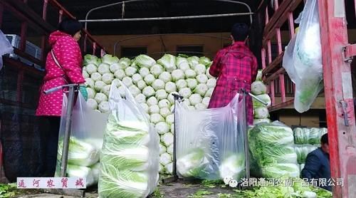 市场|【通河快报】又到白菜储藏季 通河市场好又多