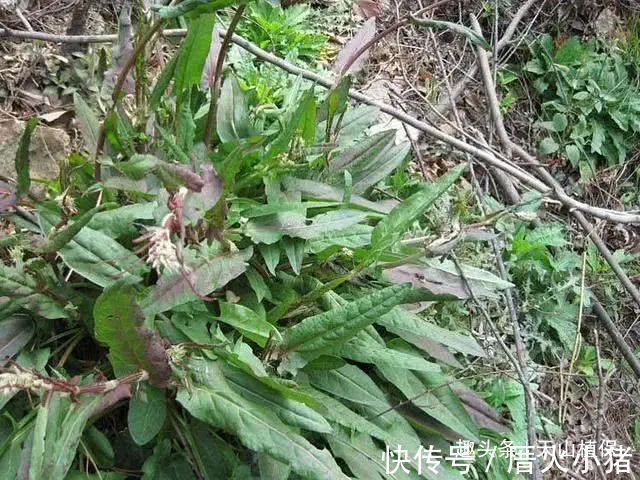 大黄|野菜俗称“金不换”,比醋还酸,治便秘当调料,市场价值极高!