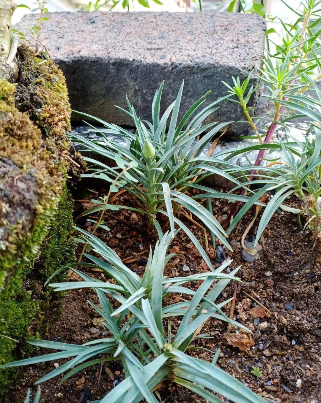 这几种花，要是秋天不扦插，错过就等1年