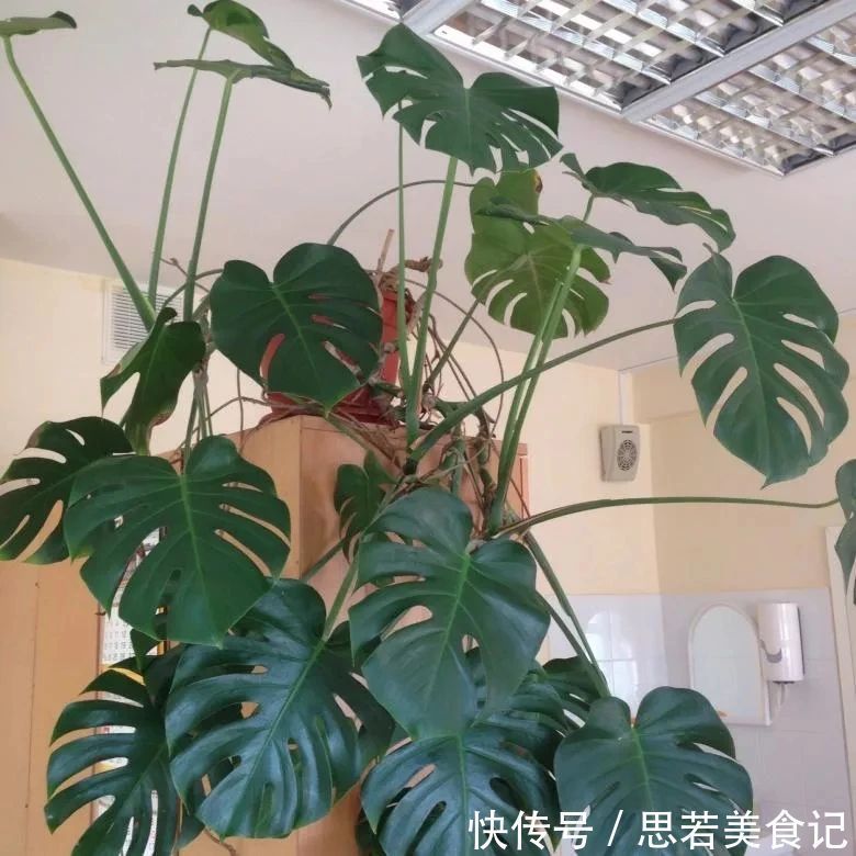 6种“洋气花”，厕所里养的旺，臭味吸光，卫生间变小花园