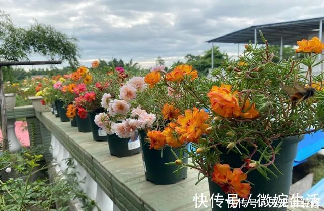 阳台上|年度十大流行花卉，摆在家里，高贵优雅，又美又仙