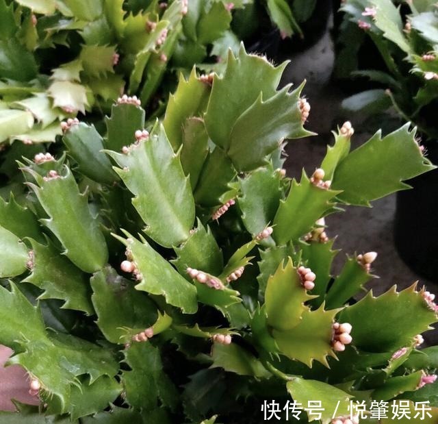 蟹爪兰|蟹爪兰叶子“软塌塌”教你做3步,嗖嗖冒新叶,入冬花朵爆盆