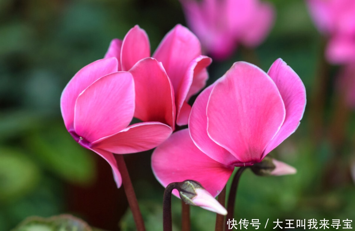 冬天|冬天花草别乱买,投资这几种,花期长还好养,养出满屋“春光”