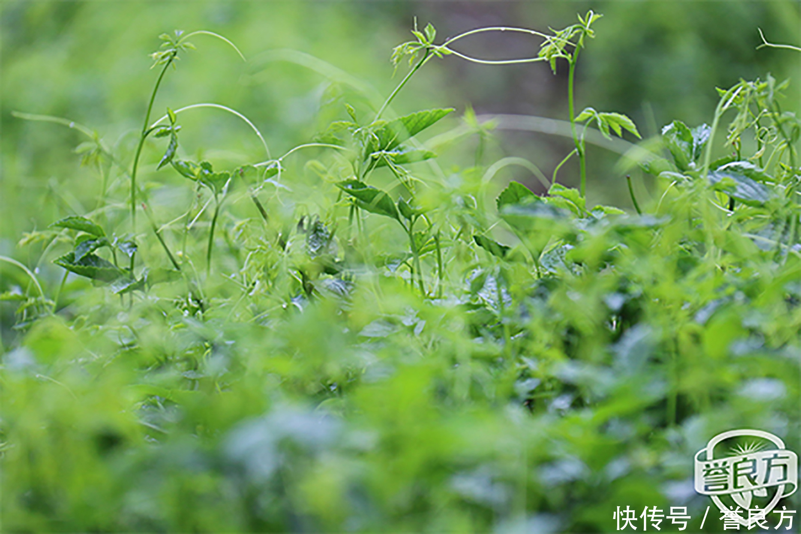 绞股蓝茶算作茶吗?如果是茶得话是哪一种茶?