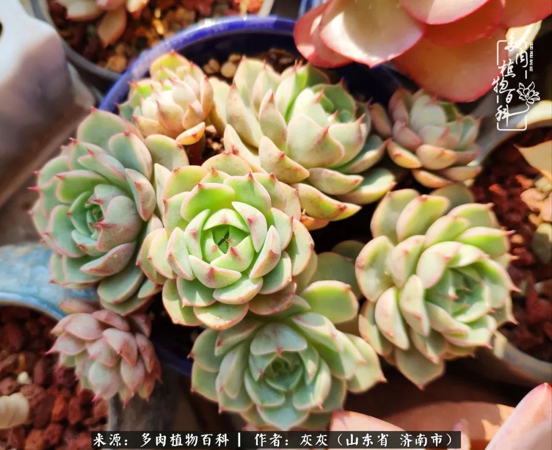 多肉植物|养多肉四年,铁打的盆盆流水的肉,无需多问,问就是喜欢!