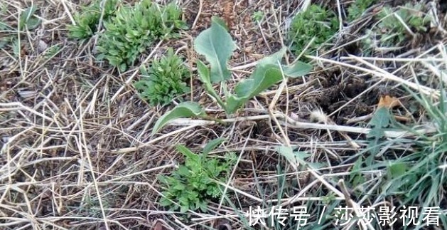 洋铁草|农村阴沟中常见野草,治多年“脚气”有良效,已经有人用来赚钱
