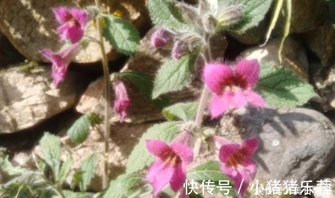 它是“四大仙药”之一，若长在你家屋顶，是你福气，别以为是杂草