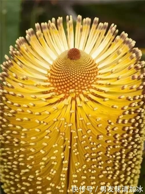 奇花、奇花、奇花、罕见奇花,赶快打开欣赏吧