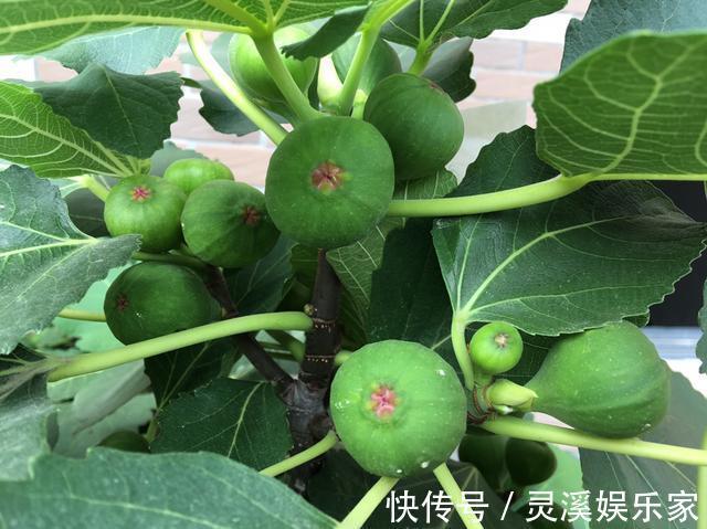 无花果|盆栽无花果“这样养”,一片叶子10个果,不掉果,个个大又甜