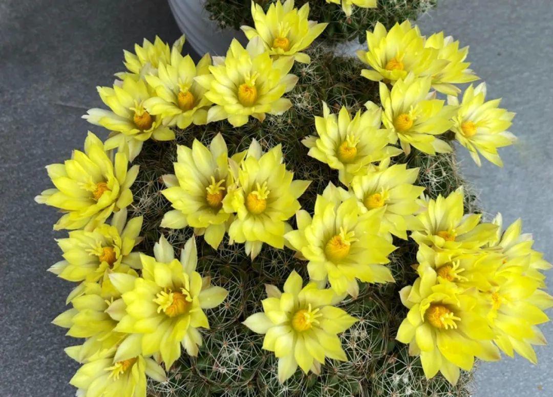 风雨兰|从养花大神家，偷来3个爆花技巧，快学，24小时后删