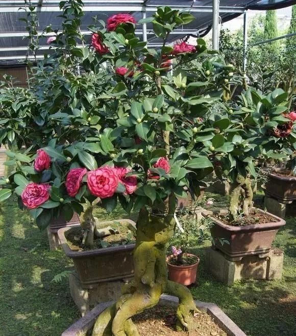 这4种“盆景树”，不仅观赏性高，寿命还特别长，越养越值钱