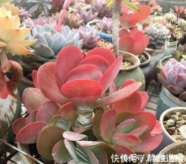 静夜|养多肉三年多，初见惊鸿！累并快乐着！养多肉三年多，初见惊鸿！累并快乐着！