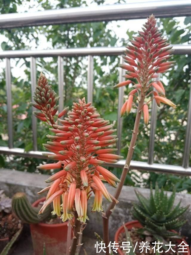 紫米粒|沾土就活的花，叶子掉土里，呼呼蹿出小肉芽