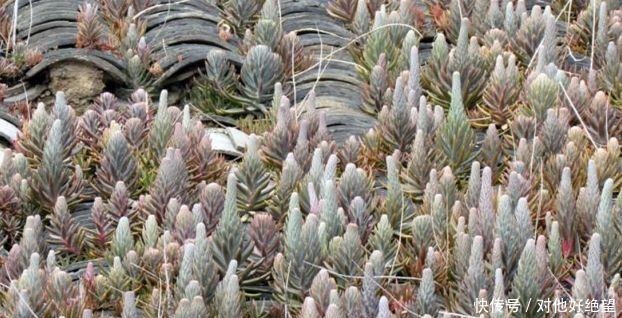 这种多肉植物, 在乡下的瓦房上疯长, 很多人见多但是叫不出名字！