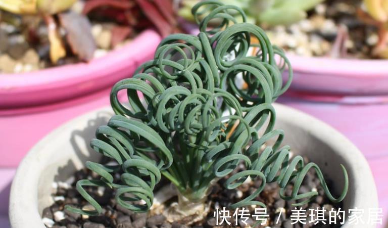 养分|这款草正常叶子如弹簧,变直了反而是一种“病”,该趁早治