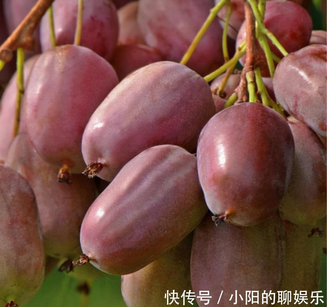 软枣猕猴桃|建议大家,家乡若有这种果树,就保护起来吧,别让人随意采摘