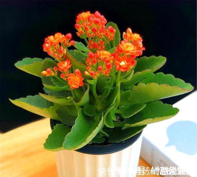 修剪|长寿花花后养护很重要,3件事越早做越好,下次开花准爆盆