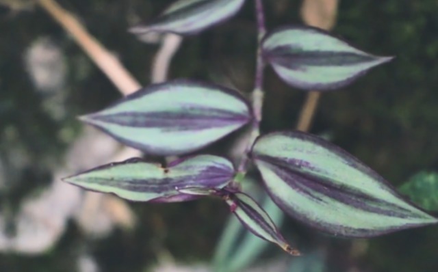 绿植|家中常见绿植是“药材”,清热解毒效果极好,可惜人们不懂