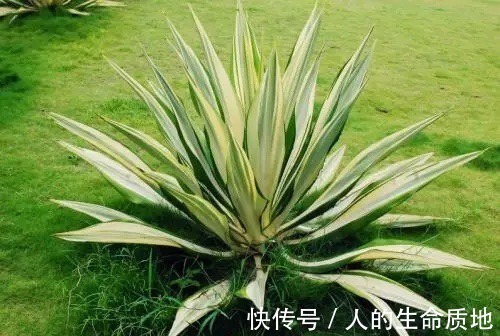 比国宝熊猫还要稀少,花开霸气十足,知道的人可不多!