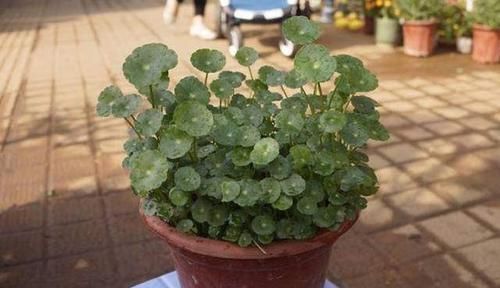 农村有一种草叫金钱草,是治疗结石常用草药,还可用于跌打损伤