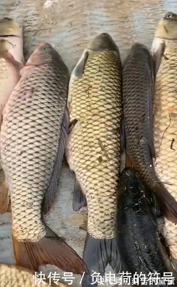 可视化|男子在湘江用“可视化锚鱼”几十斤的大鱼接连的上岸,网友能钓光湘江的鱼